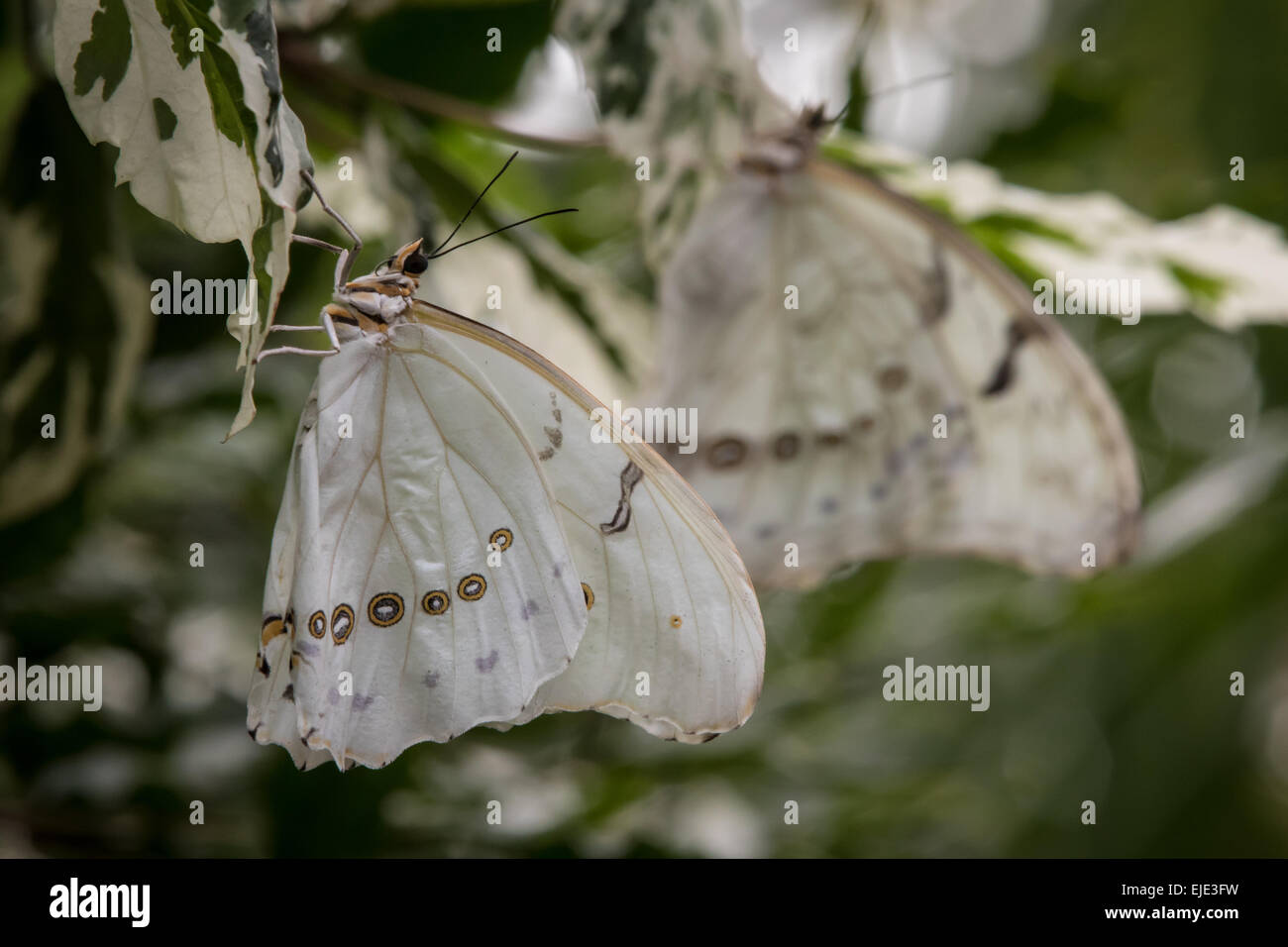 2 White morfo farfalle su una foglia Foto Stock