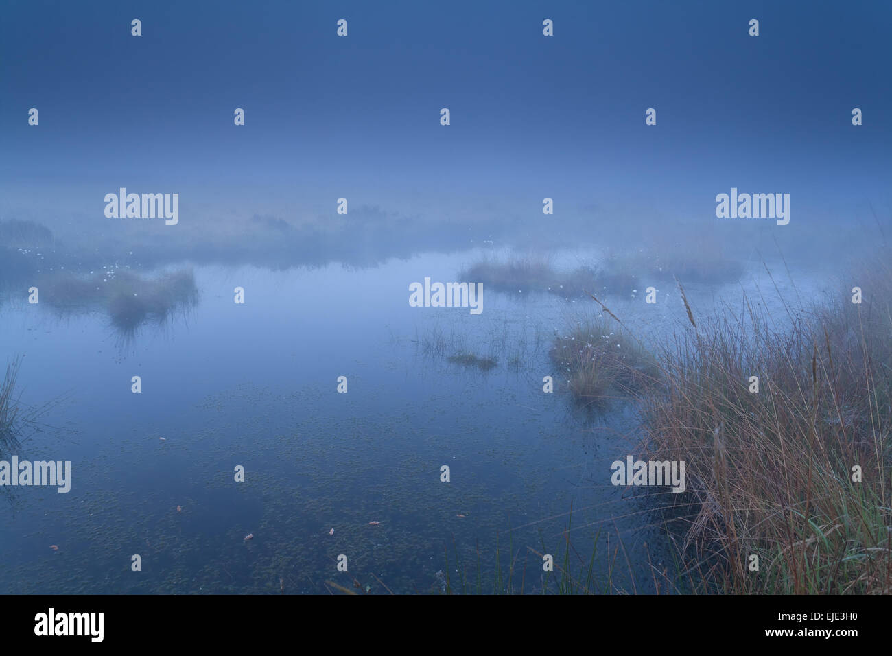 La nebbia estiva nella palude del crepuscolo, Drenthe, Paesi Bassi Foto Stock