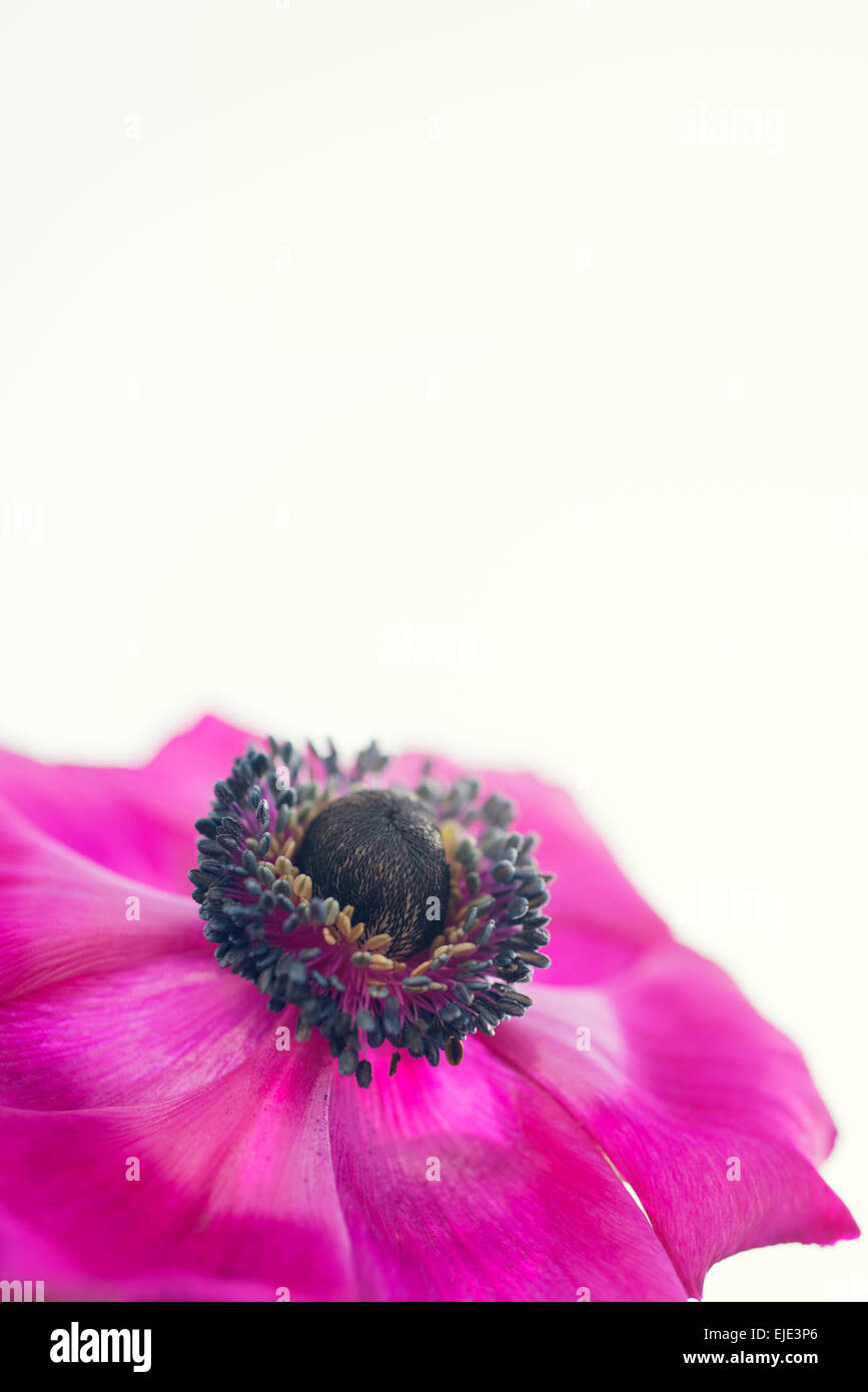 Rosa Anemone viola fiore in condizioni di luce solare intensa Foto Stock