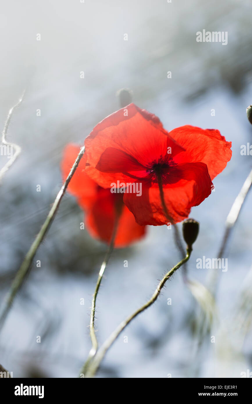 Rosso brillante fiore di papavero Foto Stock