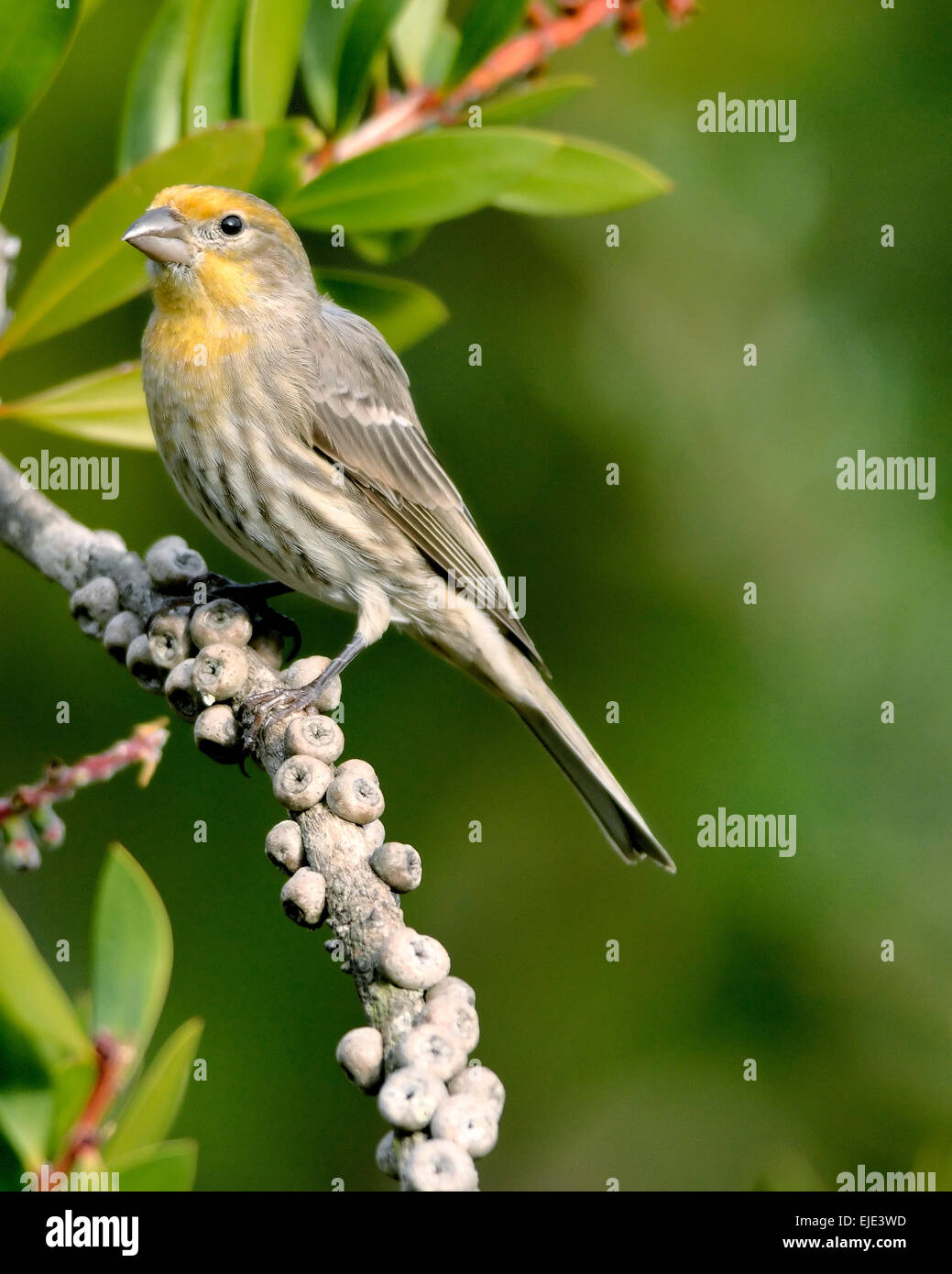 Un uccello finch House (Carpodacus mexicanus), arroccato su un ramo, raffigurato su uno sfondo sfocato Foto Stock