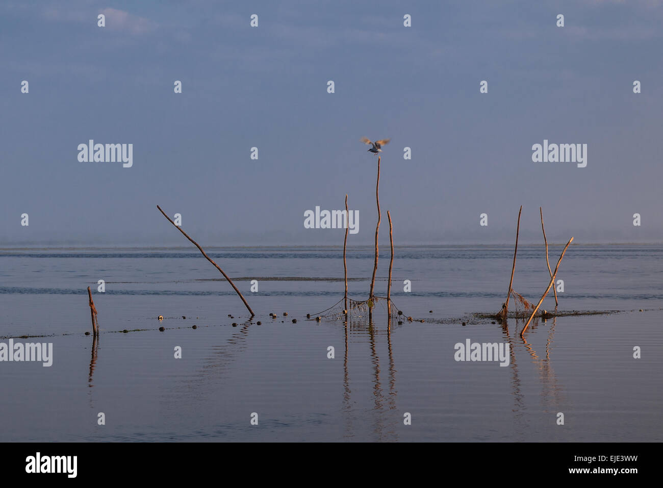 Sunrise nel Delta del Danubio Foto Stock