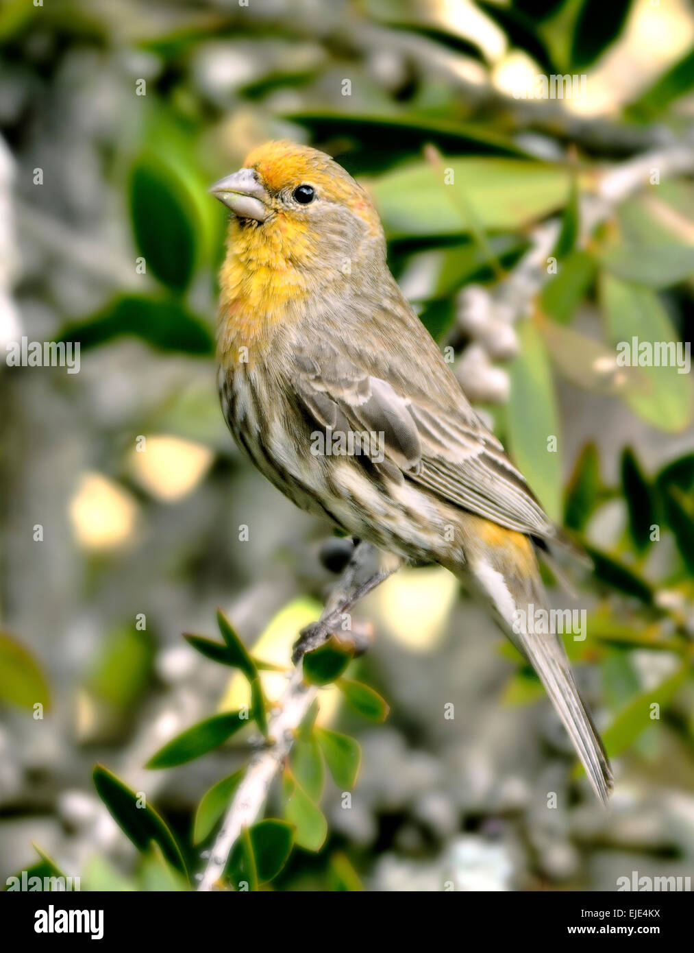 Un uccello finch House (Carpodacus mexicanus), arroccato su un ramo, raffigurato su uno sfondo sfocato. Foto Stock