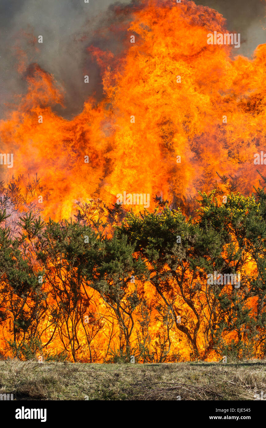 Combustione controllata di ginestre nella Nuova Foresta, Parco Nazionale. Questo viene fatto per ridurre la gravità di un vero e proprio incendio di foresta. Foto Stock