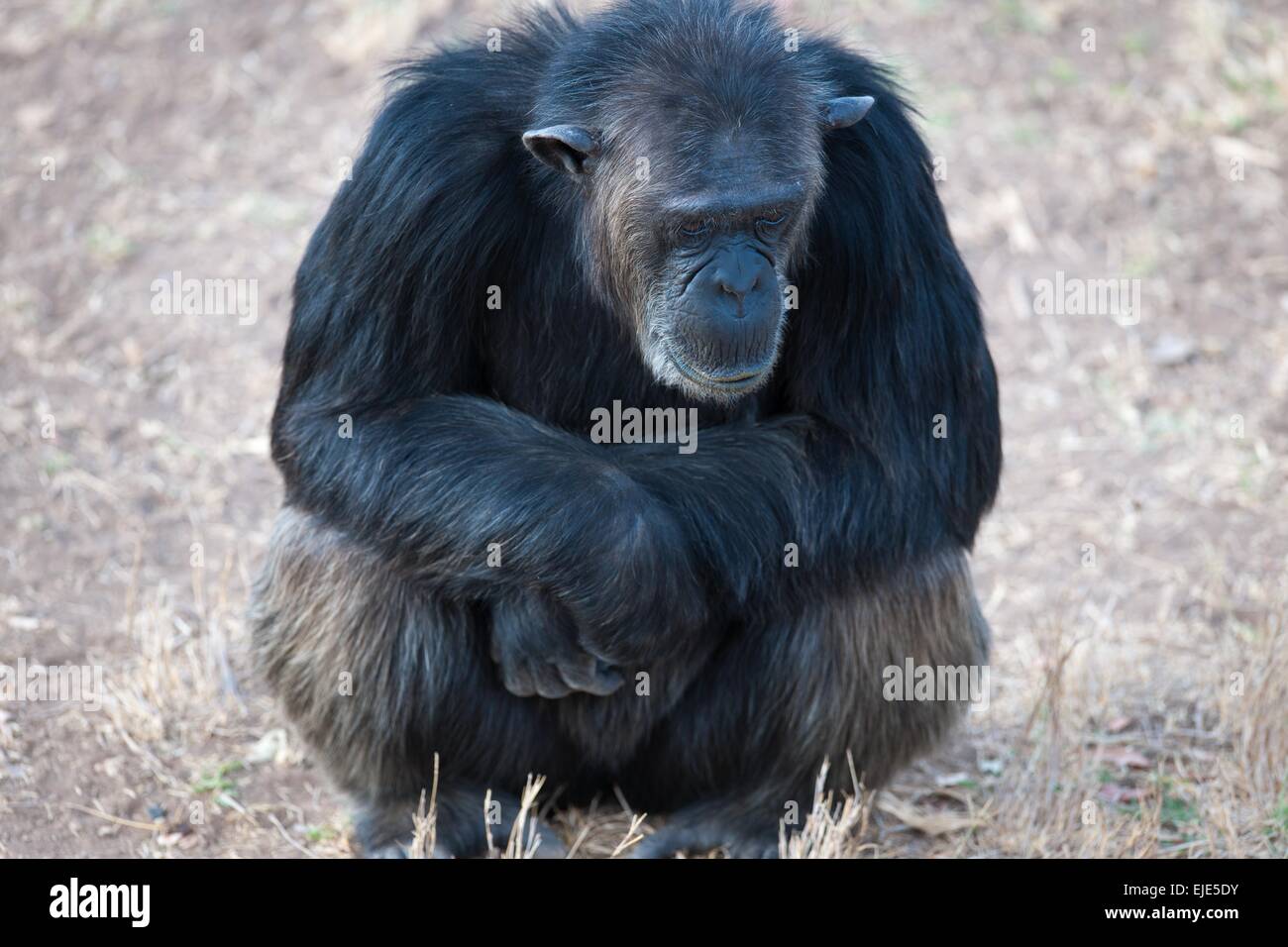 Uno scimpanzé nel parco nazionale dell'Africa Foto Stock