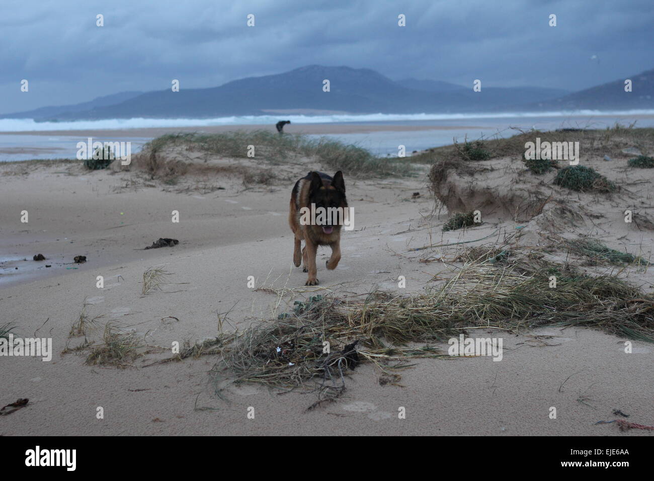 Pastore Tedesco. Los Lances spiaggia". Tarifa. Foto Stock