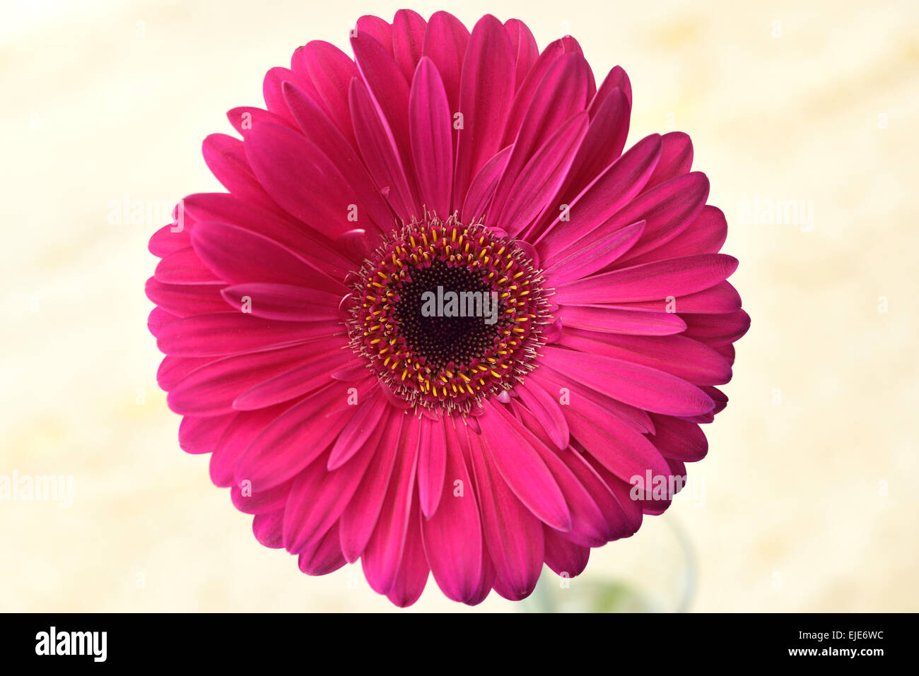 Pink Gerbera daisy flower testa con uno sfondo luminoso Foto Stock