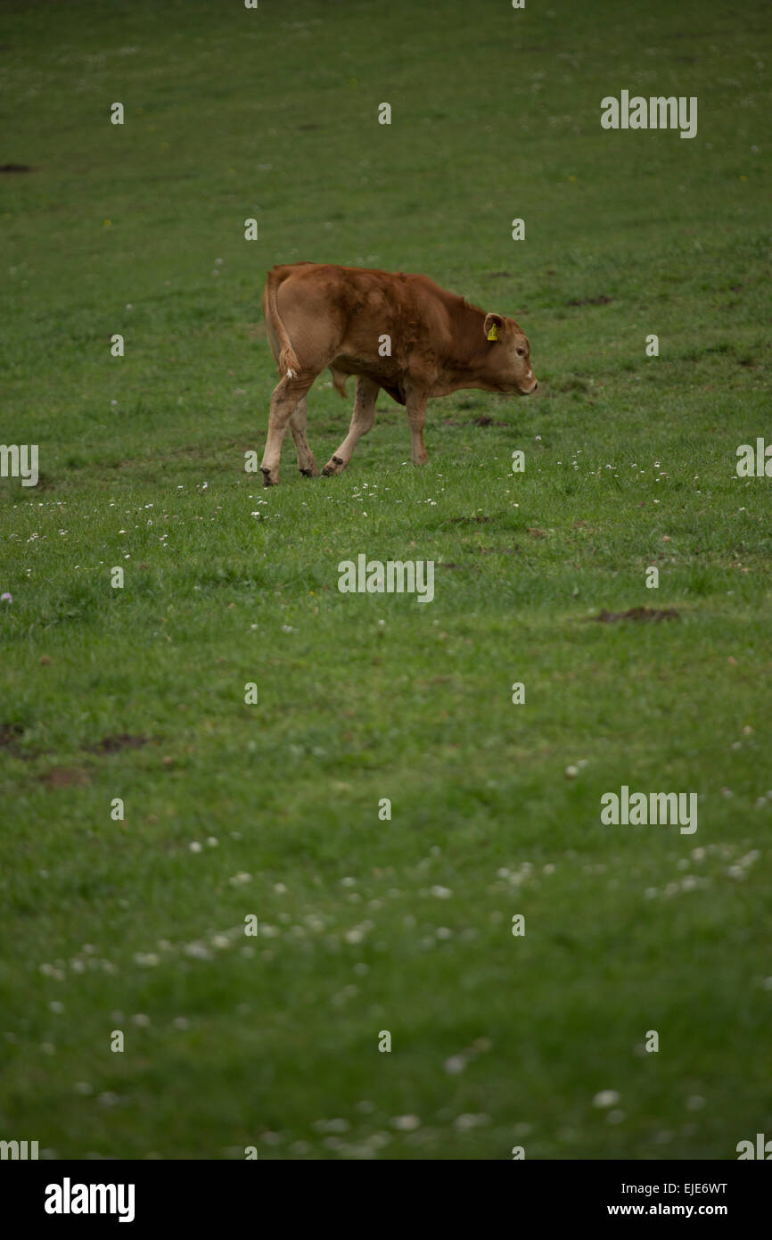 Un vitello marrone su un pascolo di vacca. Rhoen montagne, Germania Foto Stock