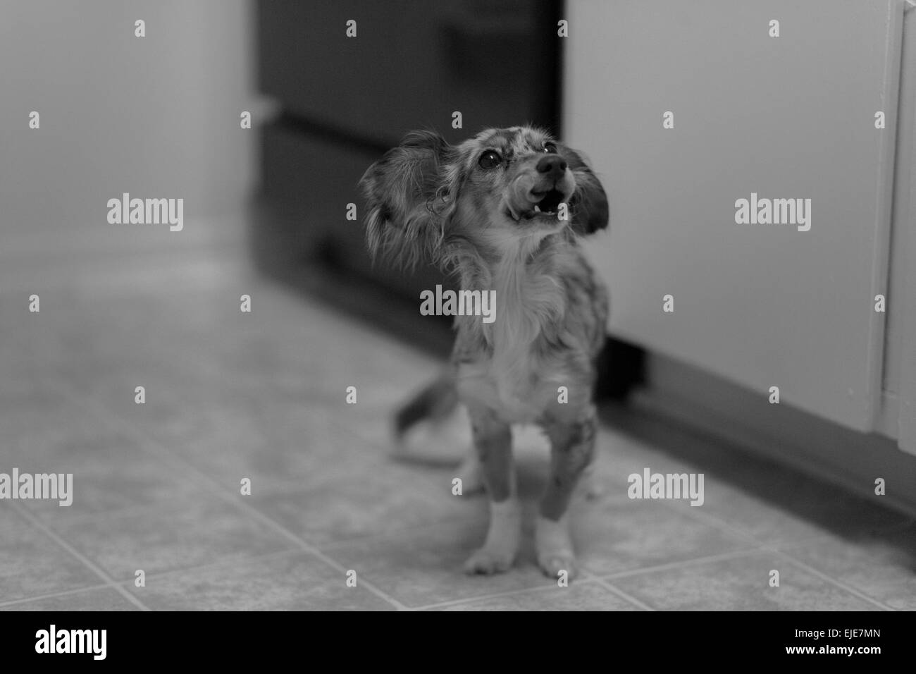 Capelli lunghi colline punteggiano bassotto cucciolo cercando sperando di ottenere alcuni alimenti accidentale della pollina Foto Stock