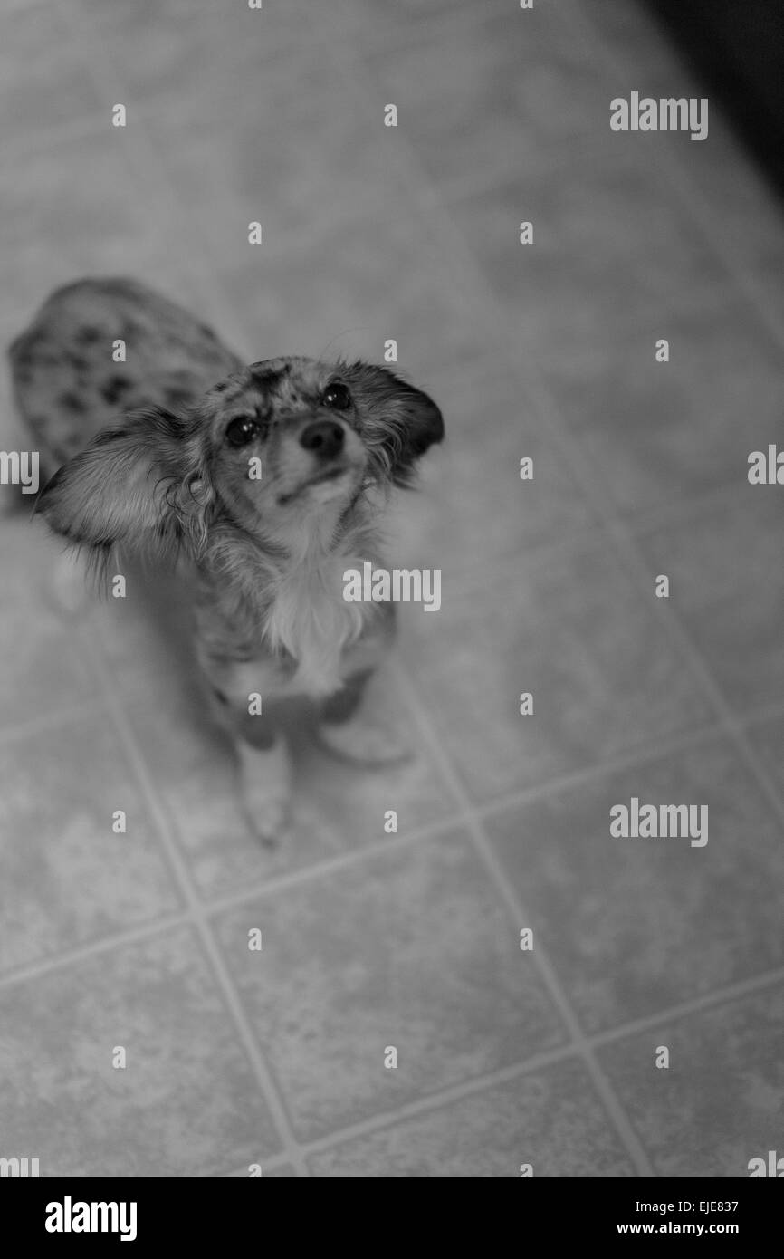 Capelli lunghi colline punteggiano bassotto cucciolo cercando sperando di ottenere alcuni alimenti accidentale della pollina Foto Stock