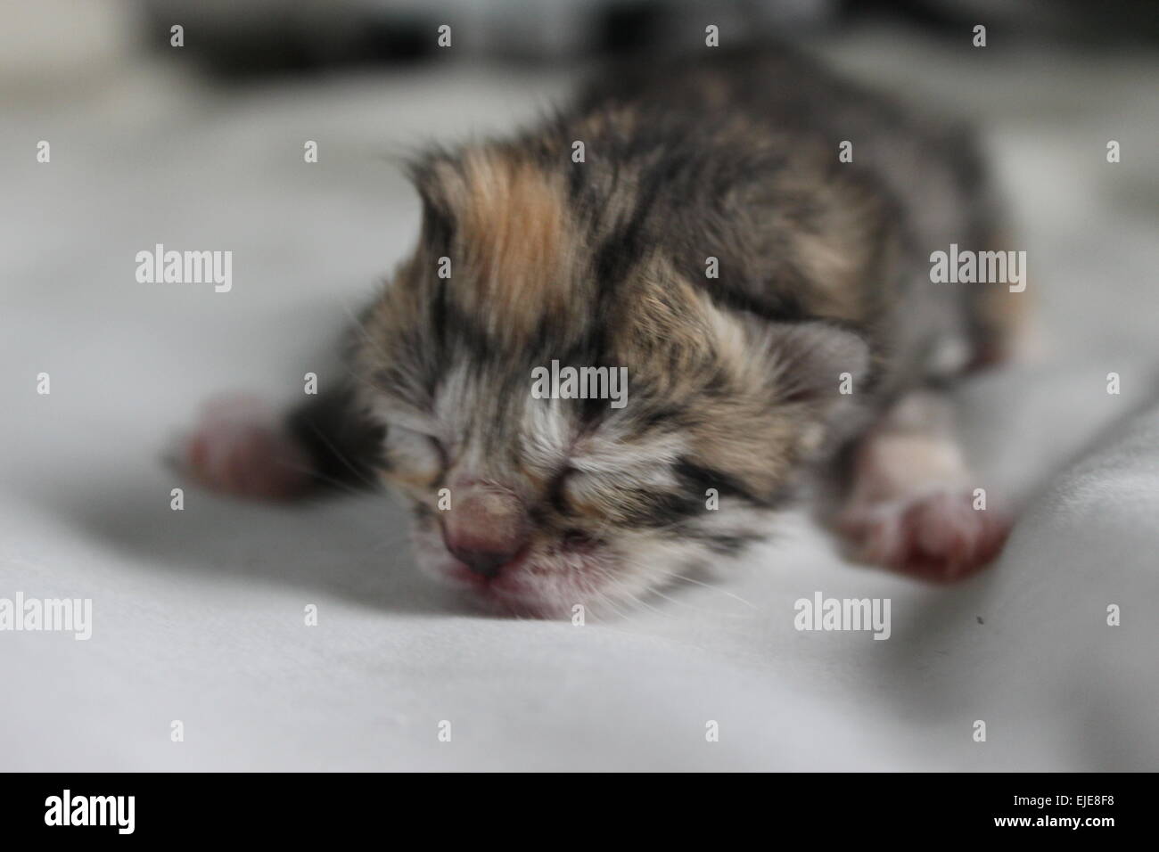 Gattino neonato dormendo Foto Stock