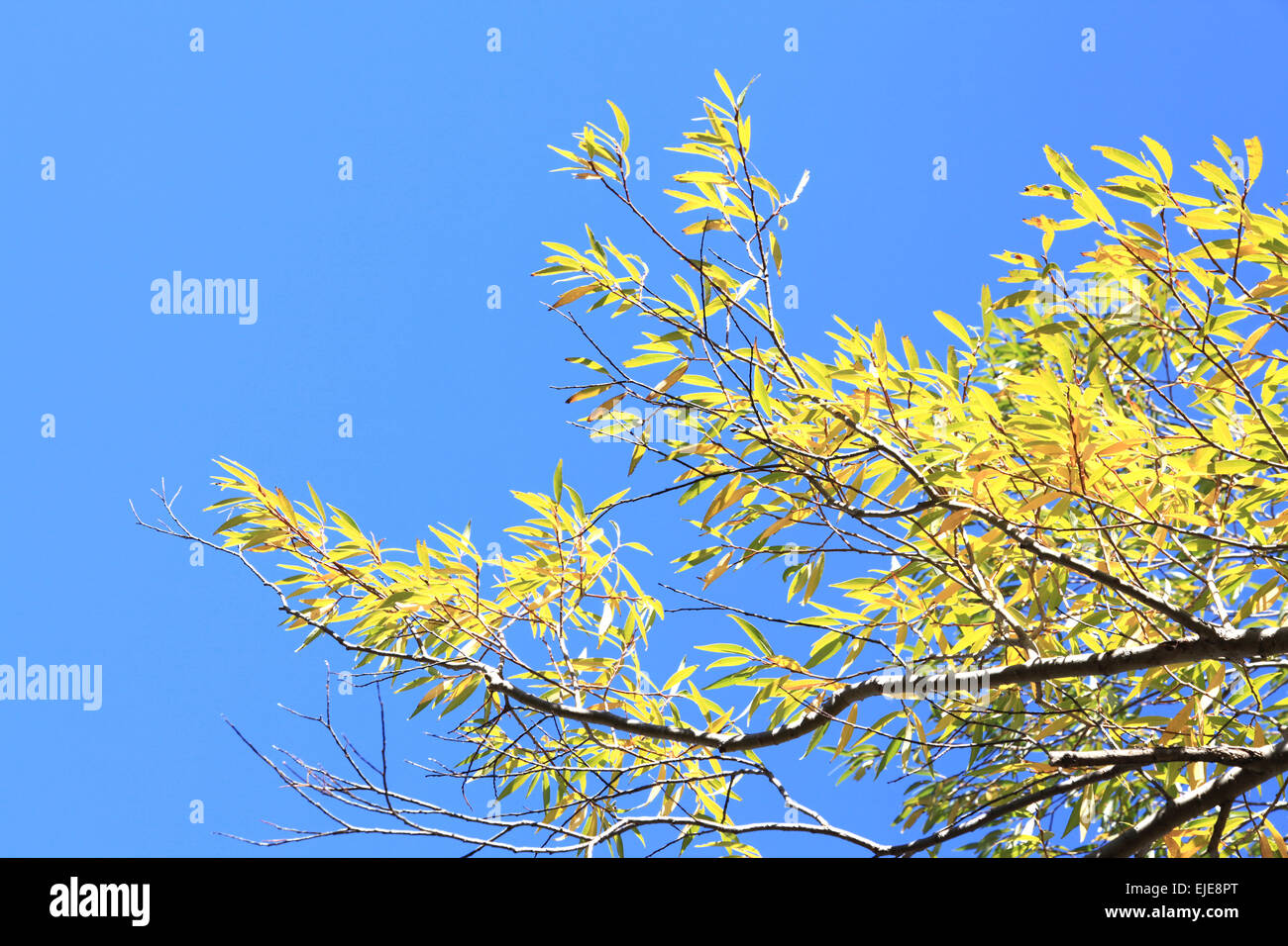Foglie di molla contro uno sfondo di cielo blu Foto Stock