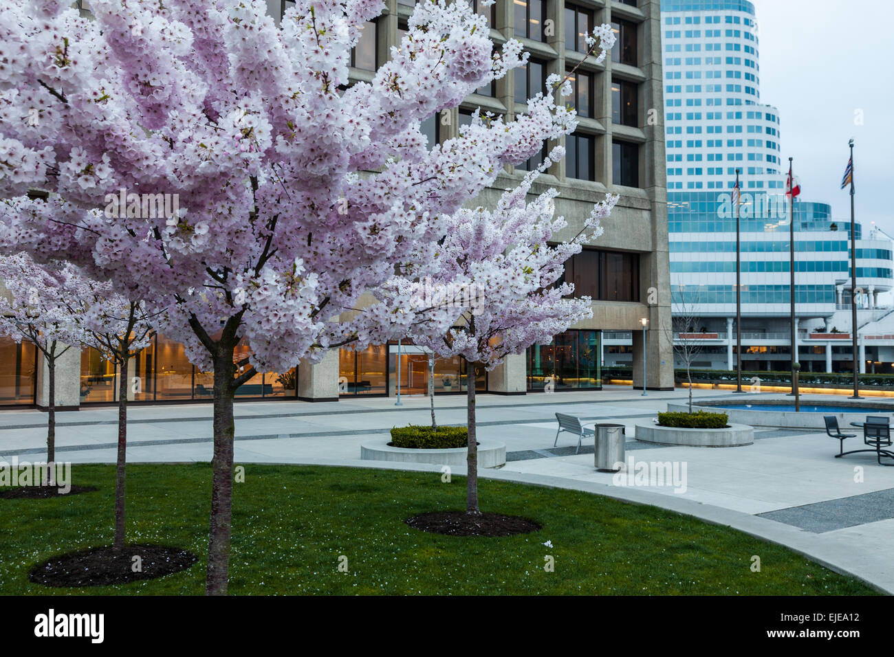 Fiori Ciliegio al Canada Place sul lungomare di Vancouver. Foto Stock