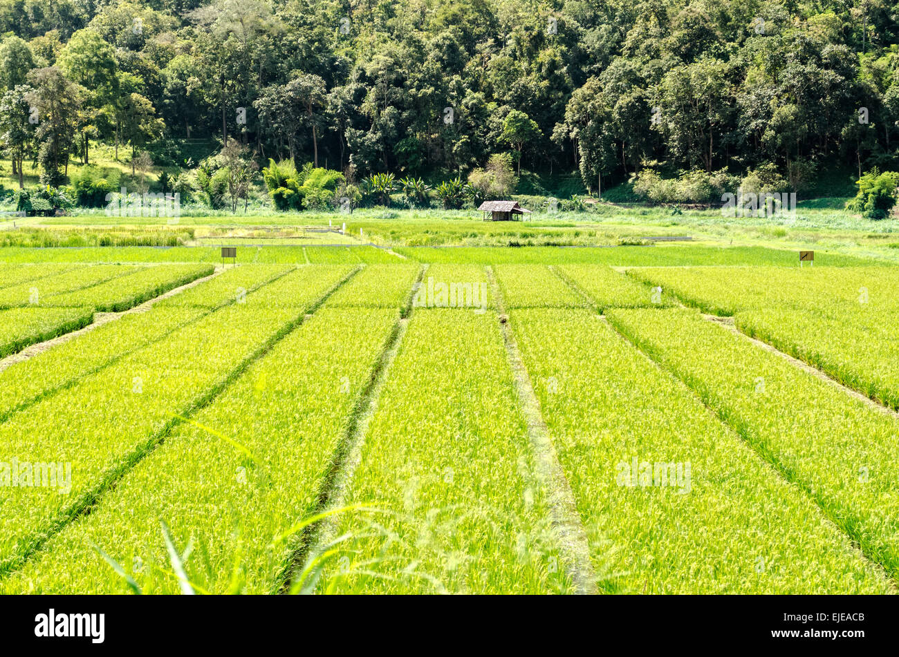 Paesaggio verde campo di riso e rifugio in Thailandia Foto Stock
