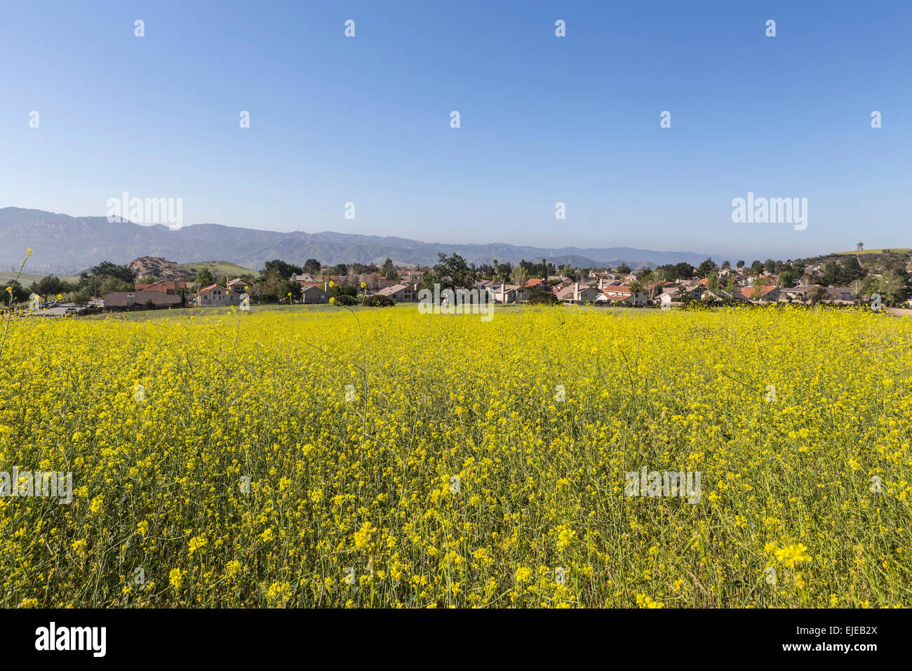 La mostarda di fiori di prato primavera nella zona suburbana di Simi Valley vicino a Los Angeles, California. Foto Stock