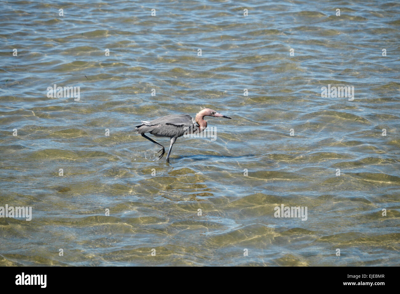 Airone Tri-Colored stalking in preda a South Padre Island, Texas, Stati Uniti d'America Foto Stock