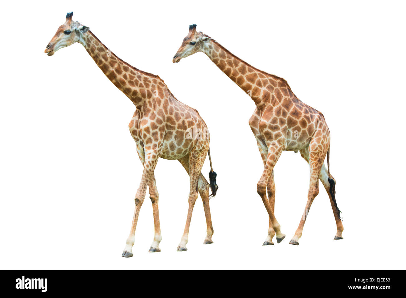 Due Giraffe isolati su sfondo bianco Foto Stock