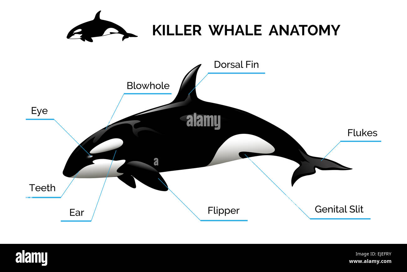 Killer Whale anatomia Foto Stock