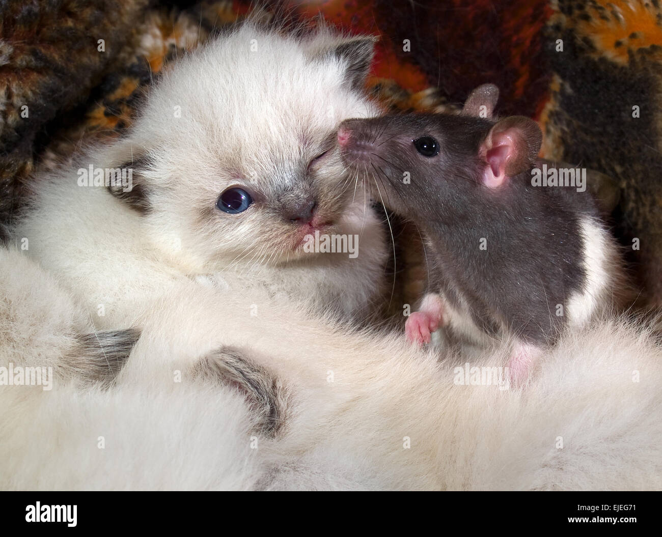 I cuccioli di ratto Foto Stock