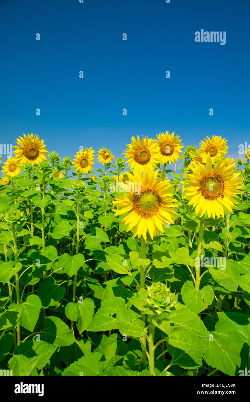 Fiore di girasole con cielo blu Foto Stock