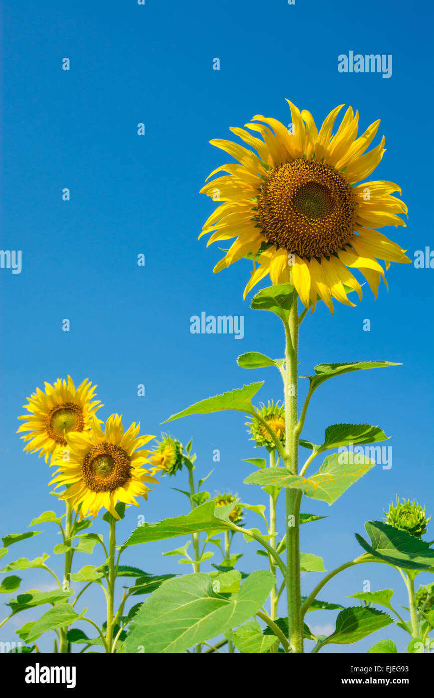 Fiore di girasole con cielo blu Foto Stock