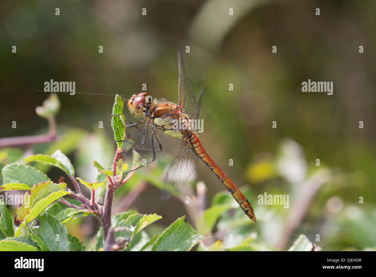 Common Darter Dragonfly; Sympetrum striolatum maschio singolo; Cornovaglia; Regno Unito Foto Stock