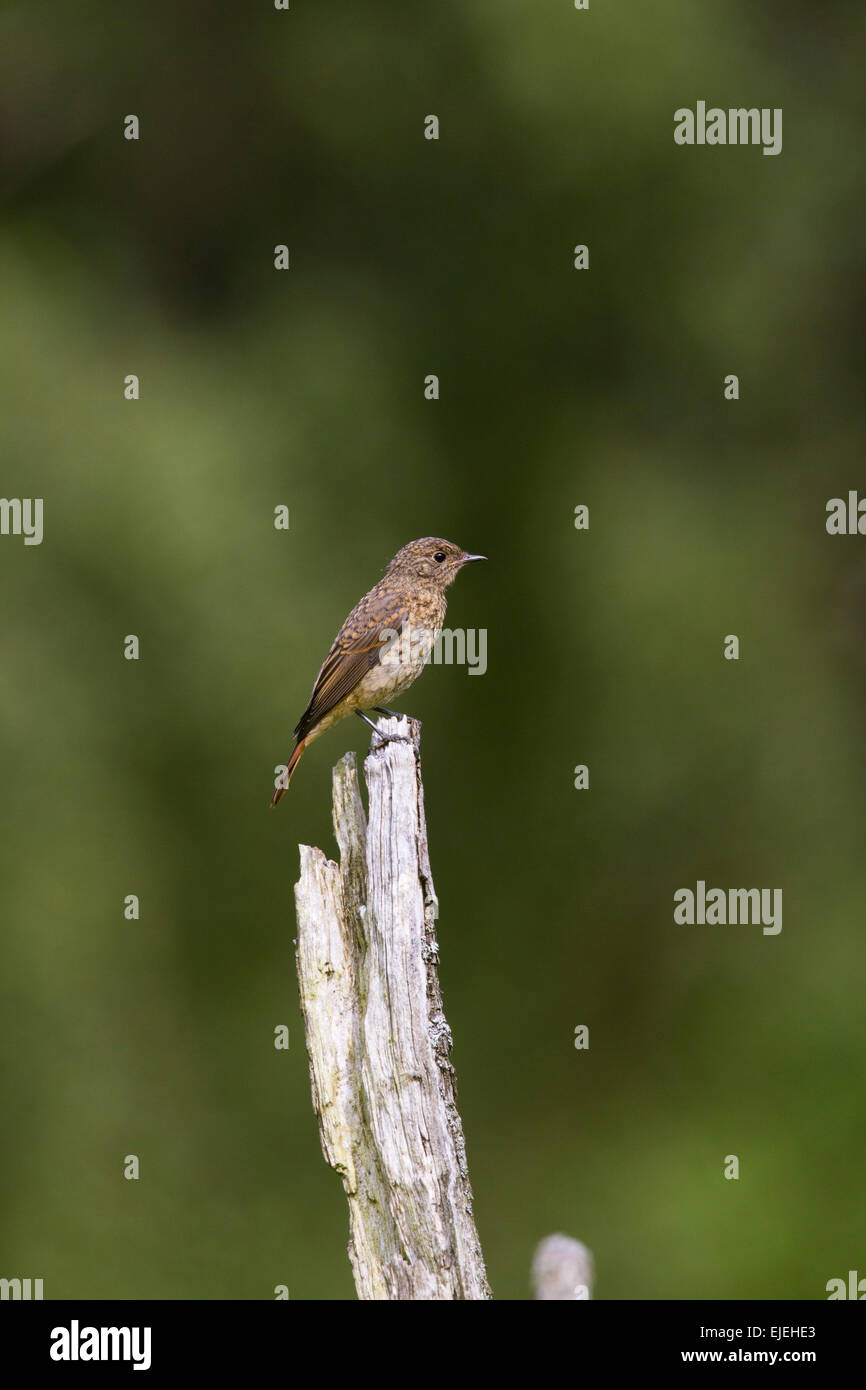 Comune; Redstart Phoenicurus phoenicurus; singolo bambino Cumbria, Regno Unito Foto Stock