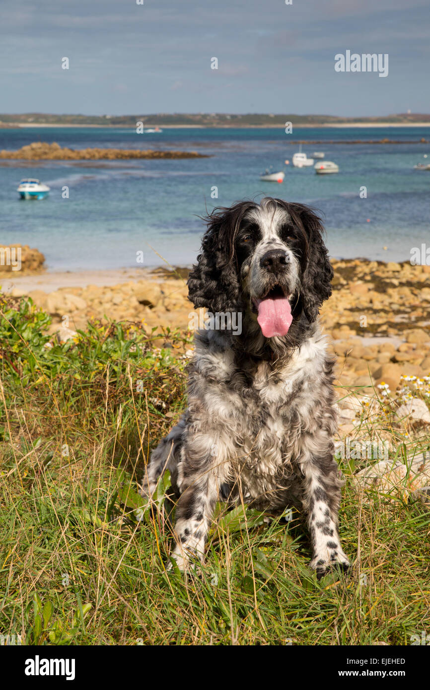 Springer Spaniel; sola seduta; St Mary's Isole Scilly; Regno Unito Foto Stock