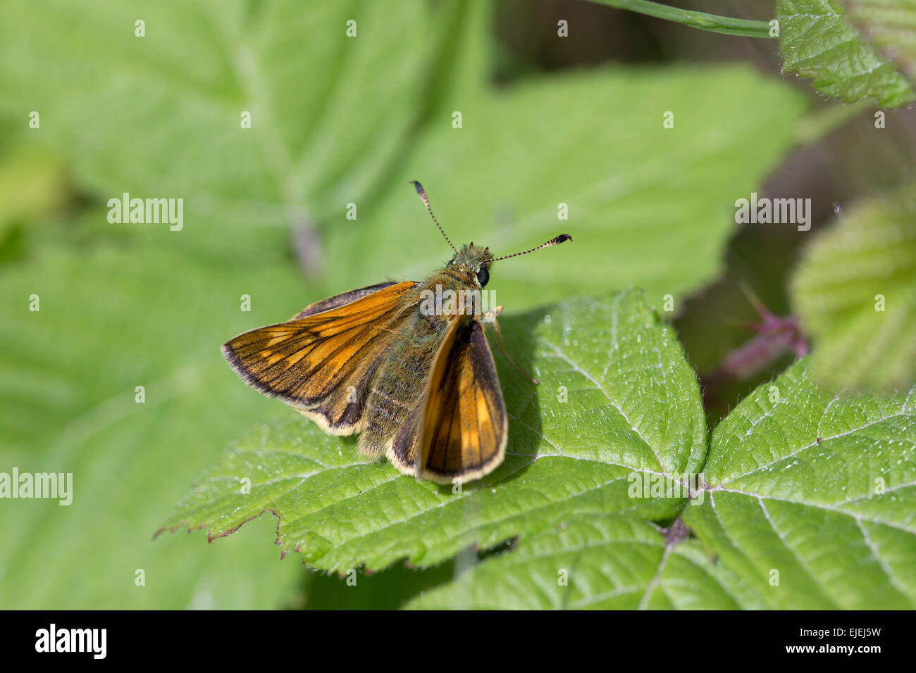 Grande Skipper Butterfly; Ochlodes venatus singolo sulla foglia, Cumbria, Regno Unito Foto Stock