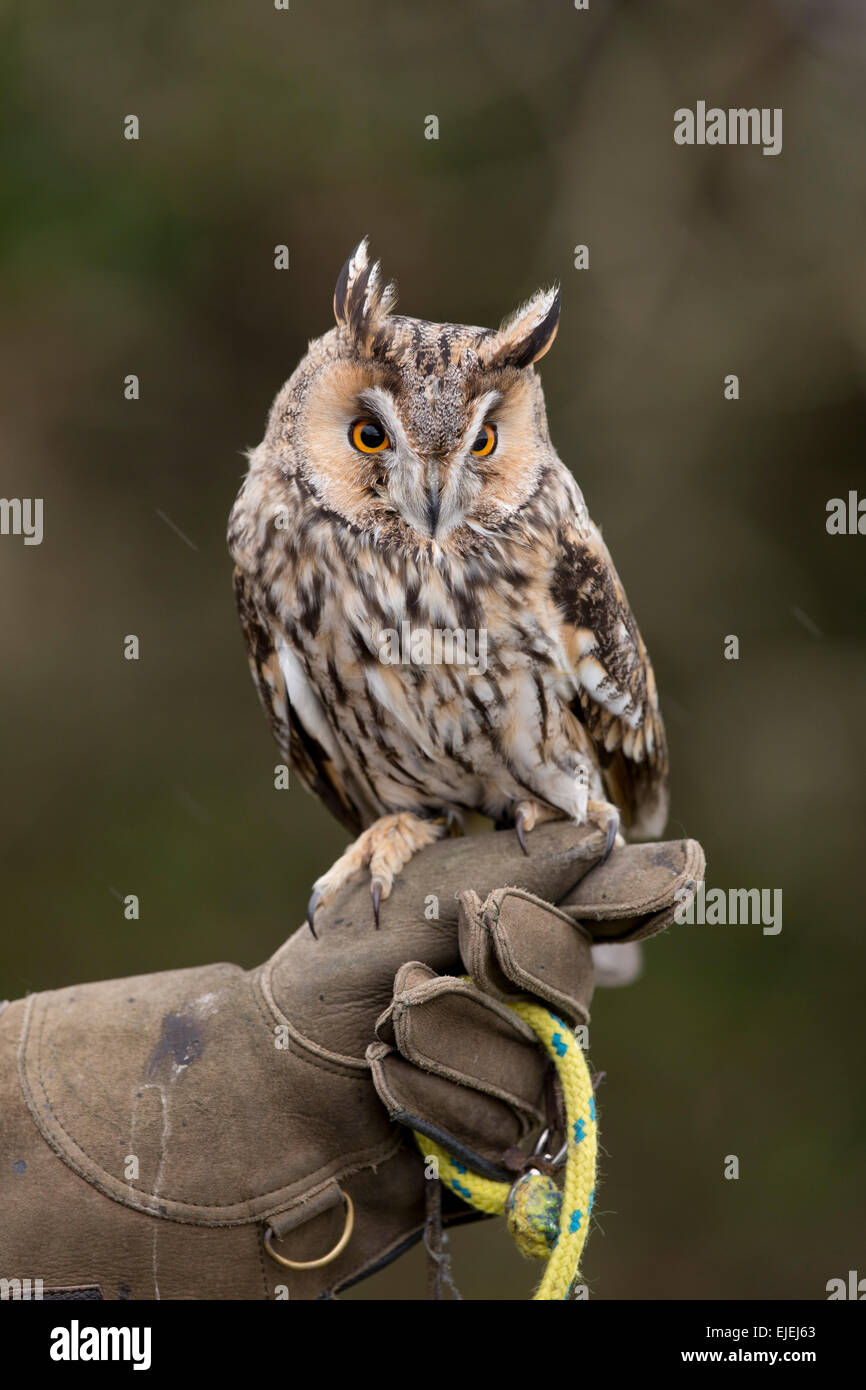 Long Eared Owl; Asio otus; Captive; Regno Unito Foto Stock