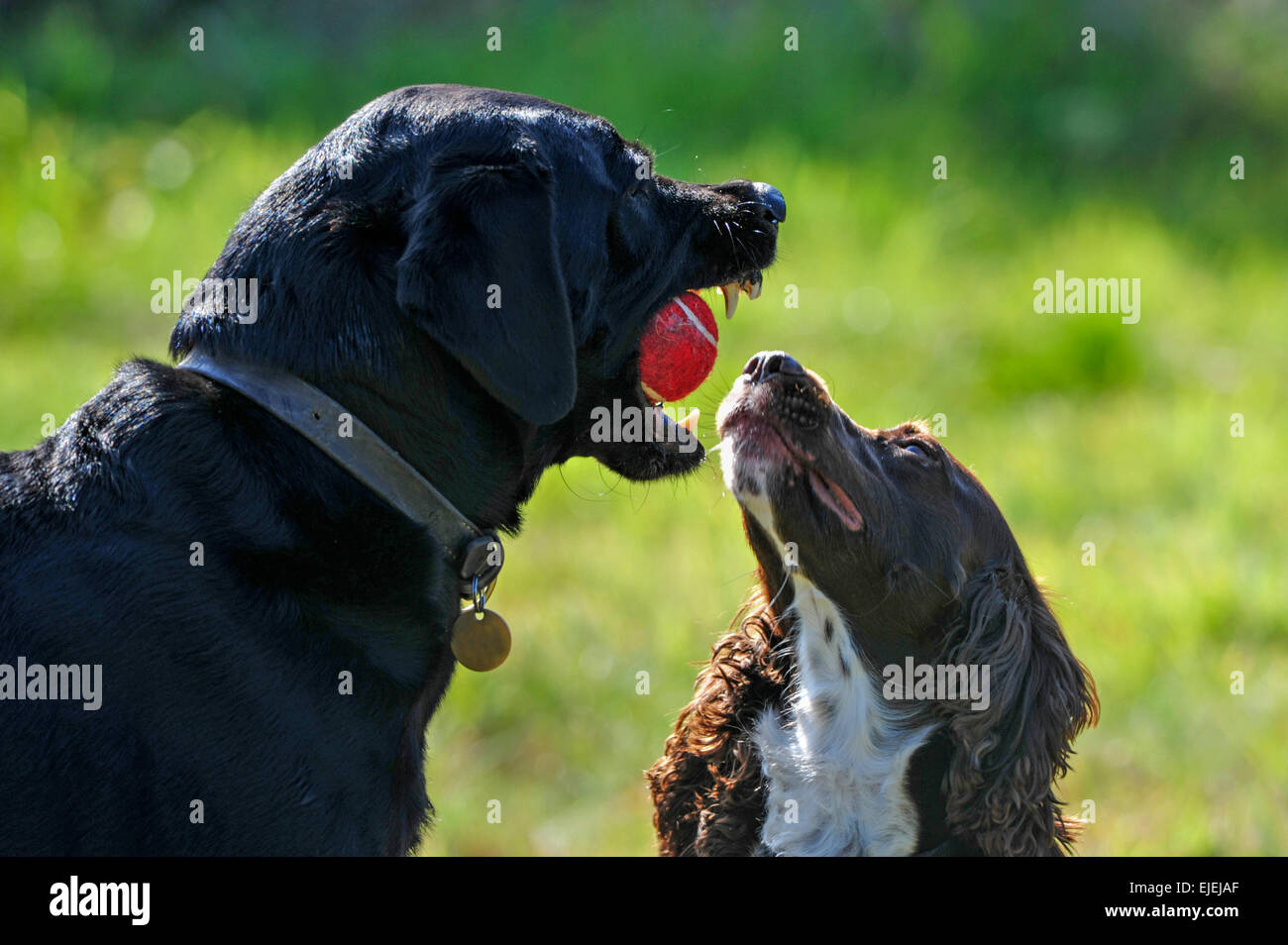 Questa sfera è mio! Un Labrador dimostra la sua dominanza di riporti i suoi denti al giovane cane. Foto Stock