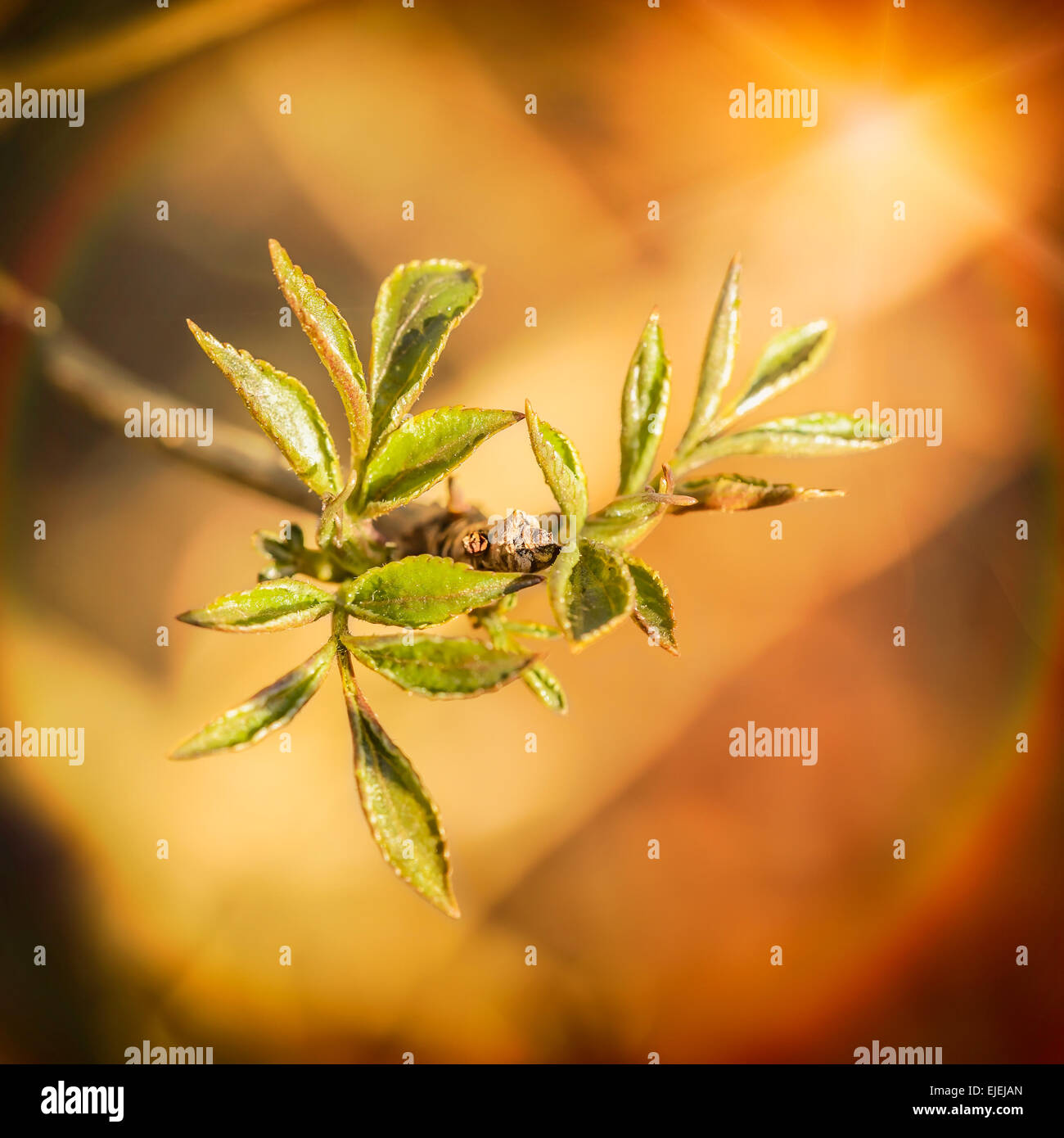 Poco giovani germogli verdi e foglie sotto il sole di primavera Foto Stock