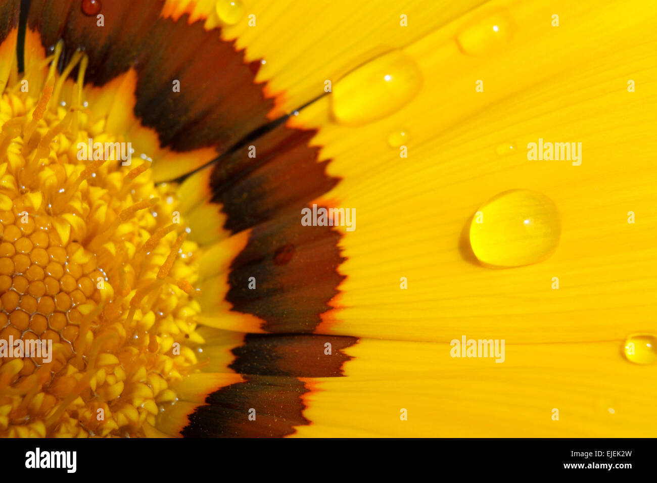 Un close-up di un fiore giallo con qualche goccia d'acqua. Foto Stock