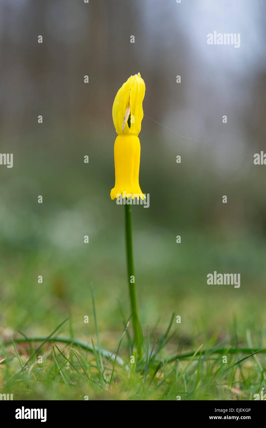 Narcissus Cyclamineus. Ciclamino daffodil fiorito Foto Stock