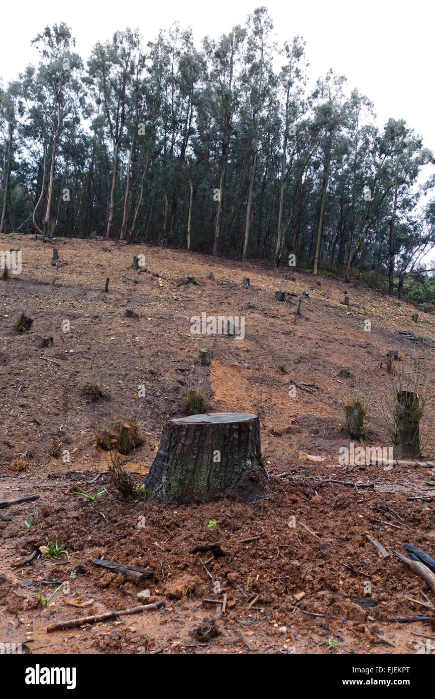 Bosco di castagni, deforestazione a causa di castagno asiatici gall wasp, invasivo di orticoltura pest, Refugio de Juanar, Andalusia, Spagna Foto Stock