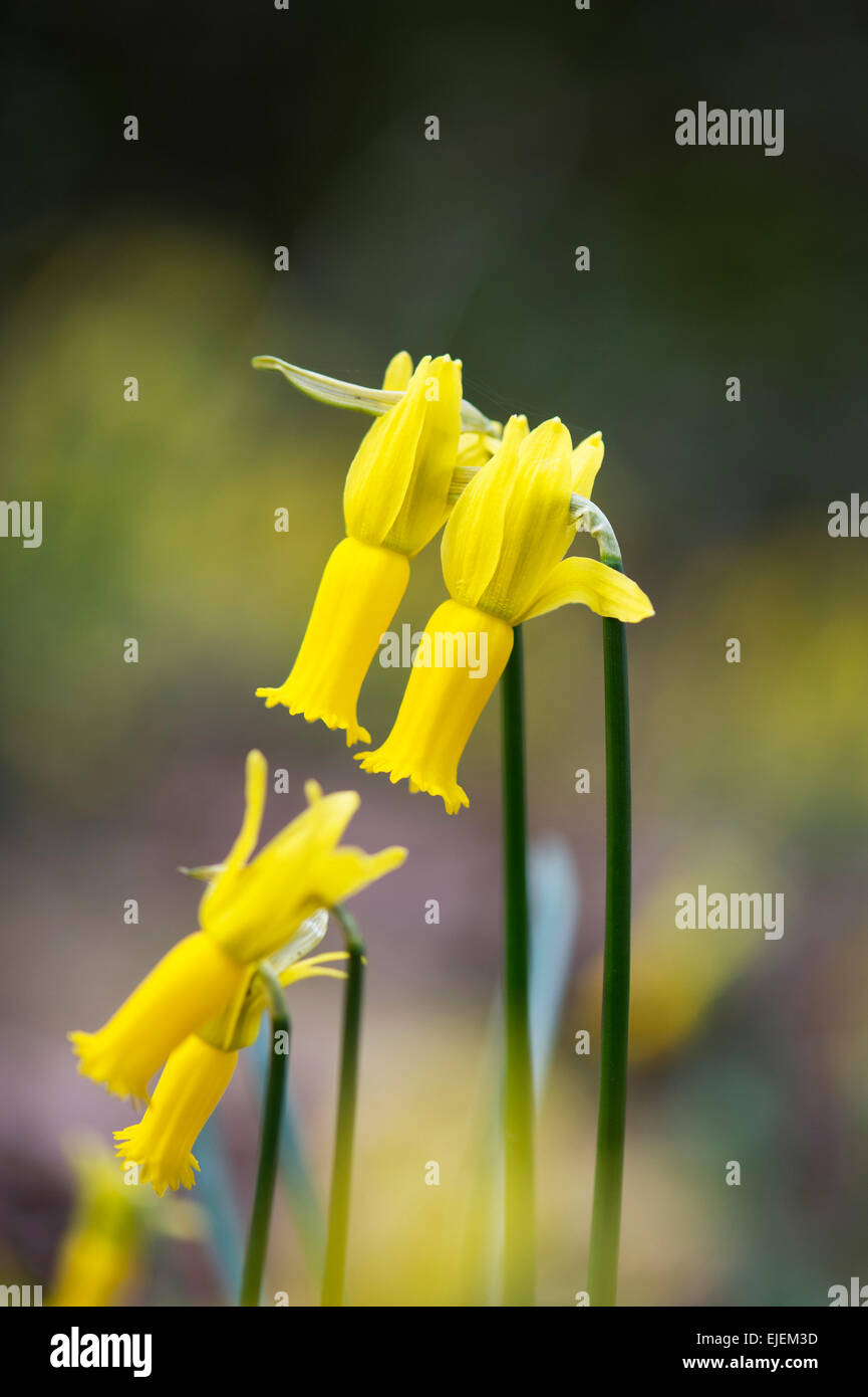 Narcissus Cyclamineus. Ciclamino daffodil fiorito Foto Stock