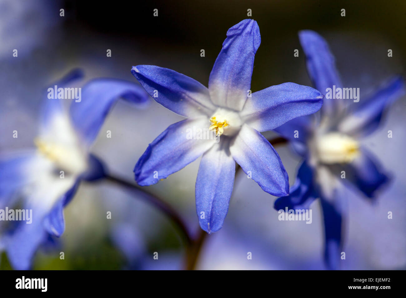 Gloria della neve, Scilla luciliae, Chionodoxa luciliae, fiore blu ravvicinato Foto Stock