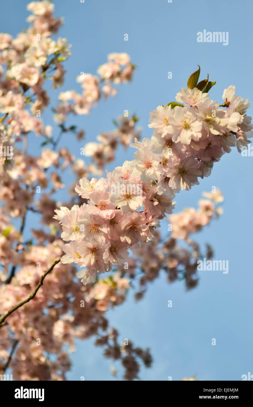 Sakura - Una rosa cherry tree è la fioritura. Foto Stock