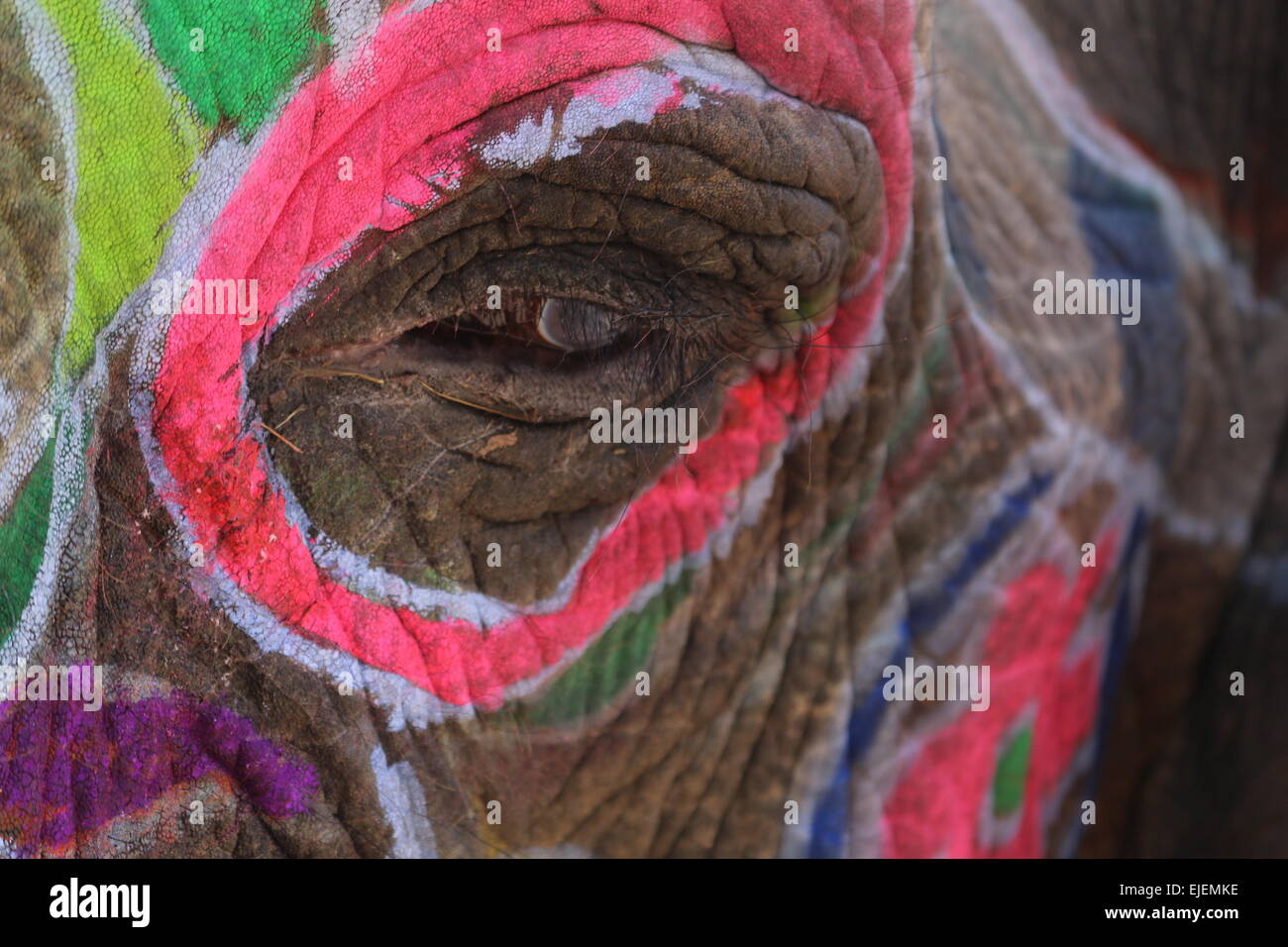 Dipinto elephant close up dell'occhio a Jaipur Foto Stock