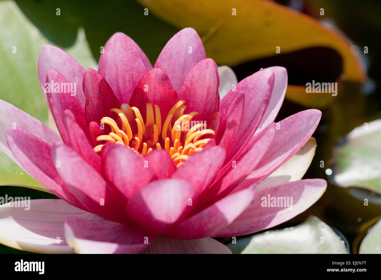 Di un bel colore rosa ninfee closeup macro shot Foto Stock