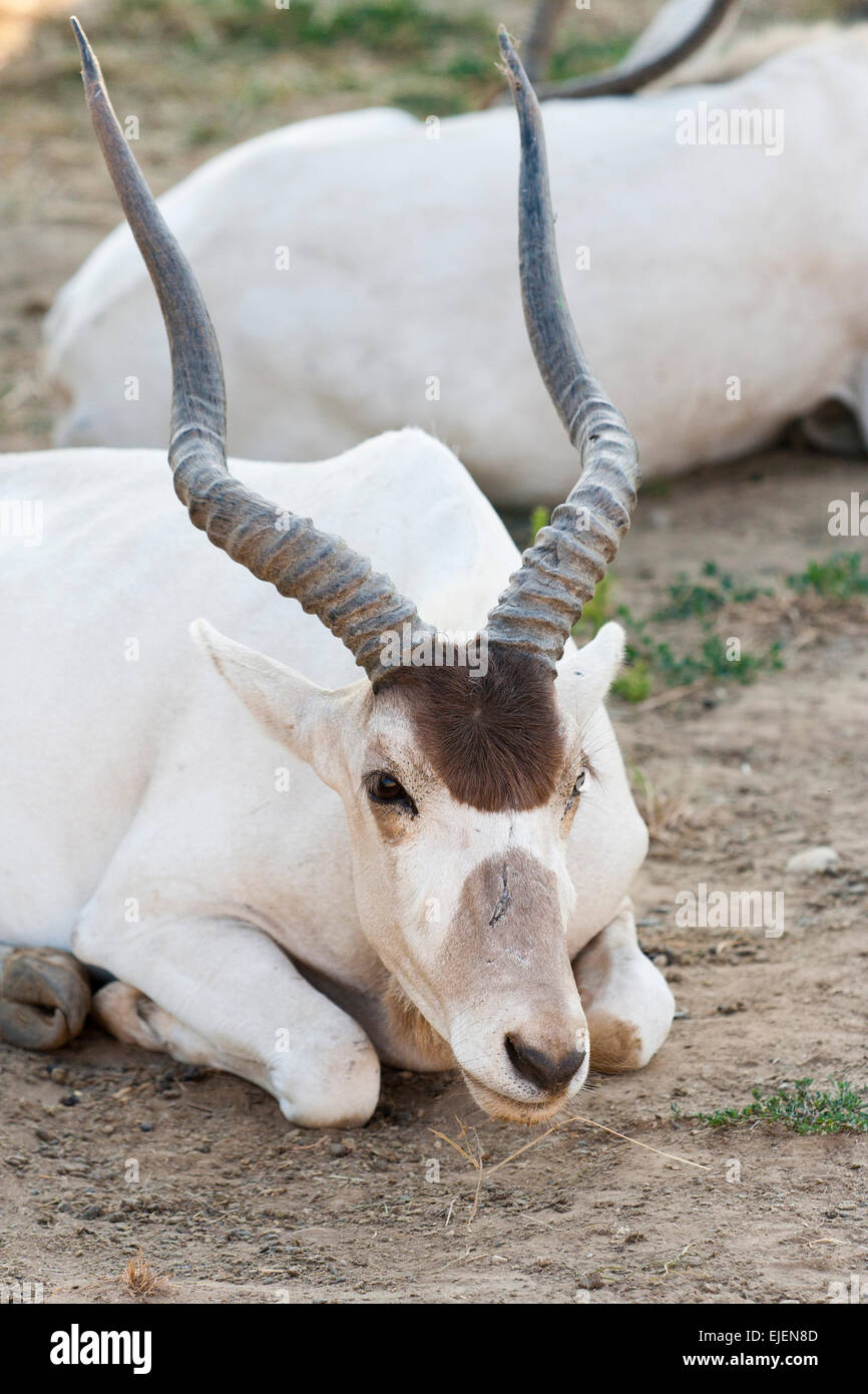 Fotografia di un bianco Antilope addax seduto sulla terra asciutta Foto Stock