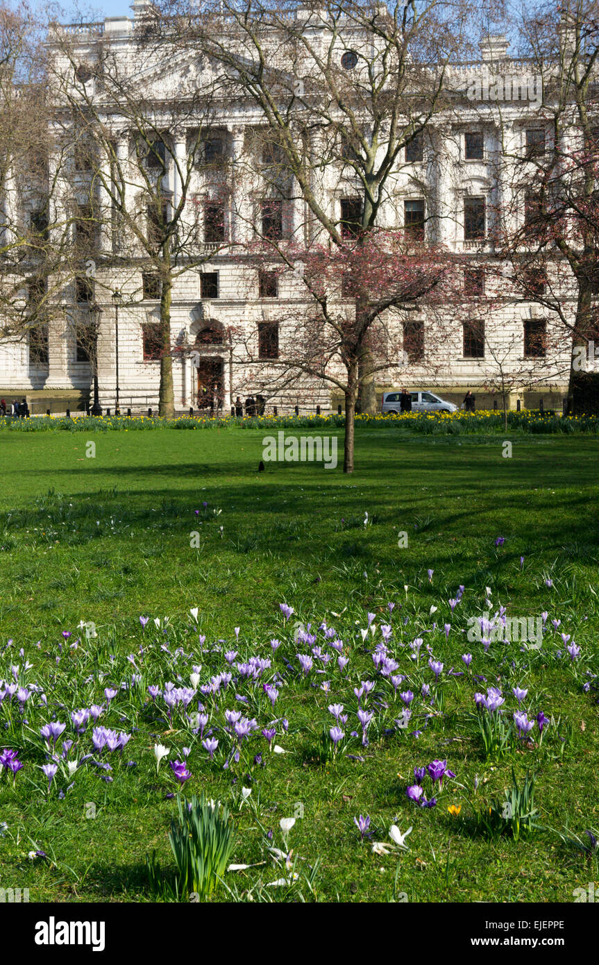 La molla di crochi fioritura in St James Park. Foto Stock