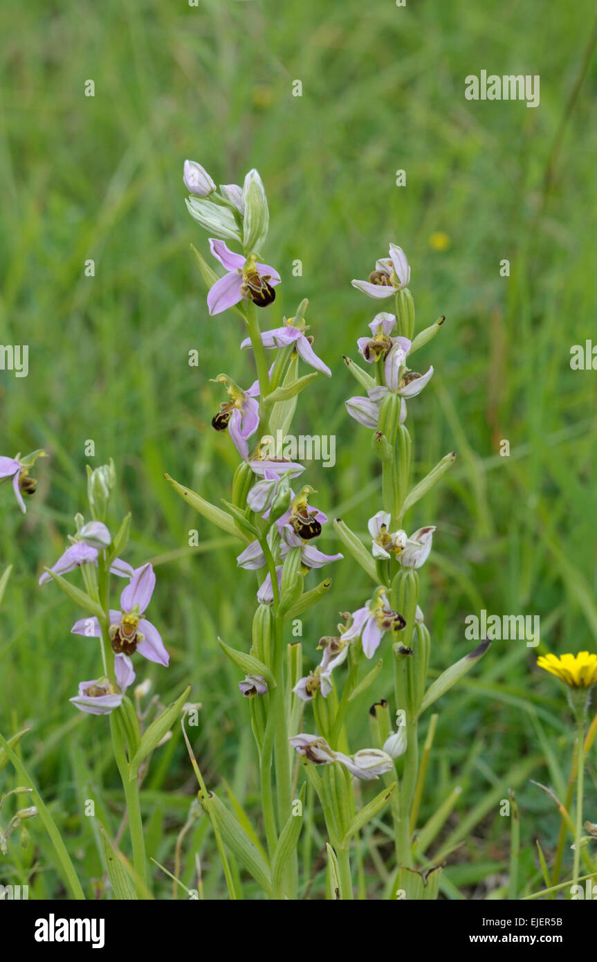 Bee Orchid: Ophrys apifera. Picos de Europa, Spagna Foto Stock