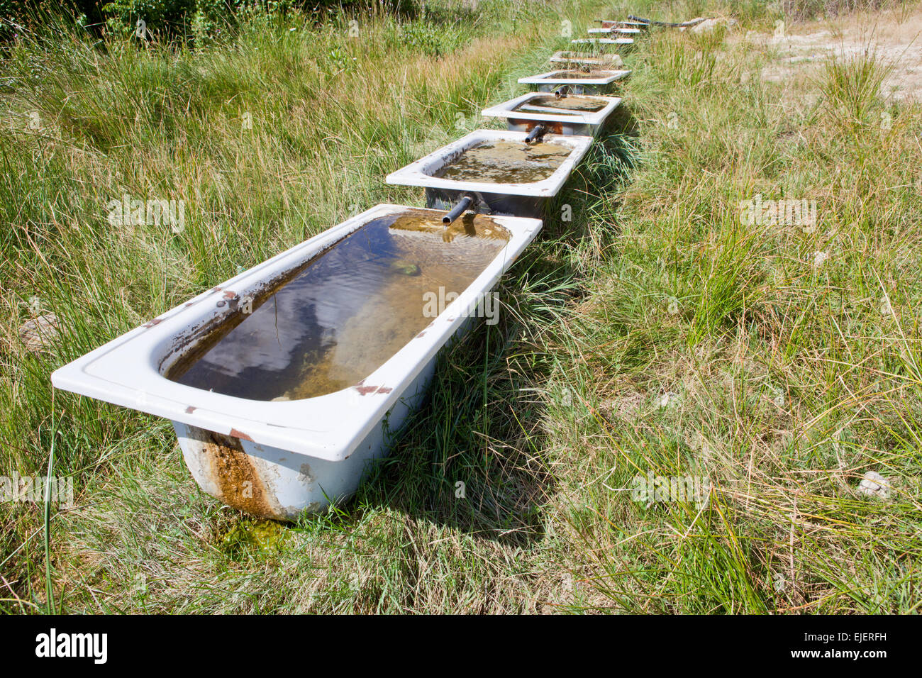 Linea di bathtubes come waterhole vacche, Alcarria, Spagna Foto Stock