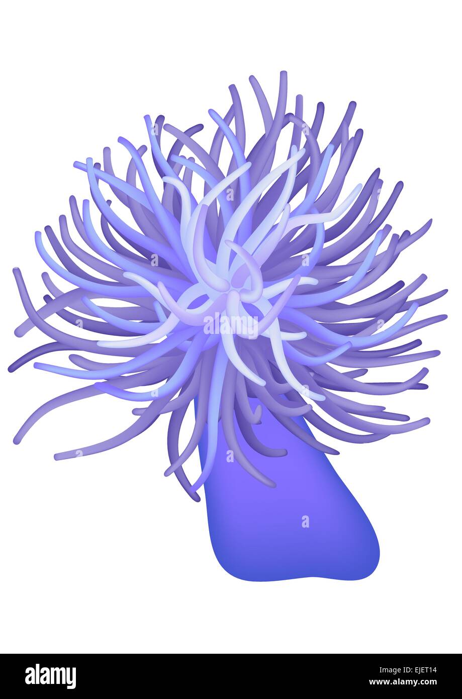 Illustrazione dell'anemone marittimo - seaflower - vettore Illustrazione Vettoriale