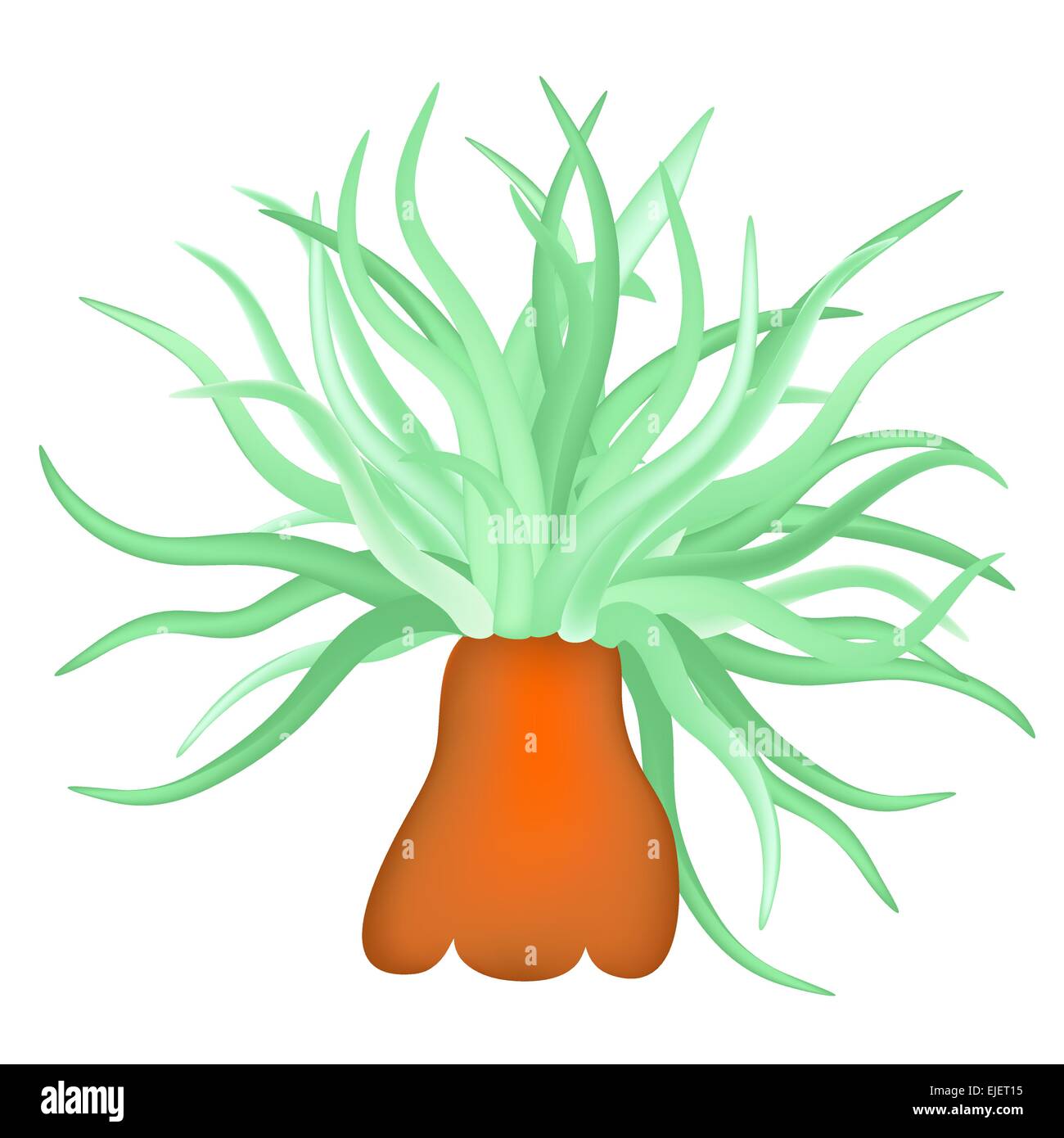Illustrazione dell'anemone marittimo - mare flower - vettore Illustrazione Vettoriale