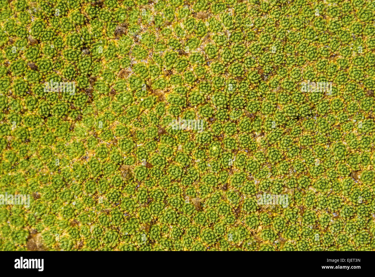 Green Stone Roses in crescita in deserti boliviano Foto Stock