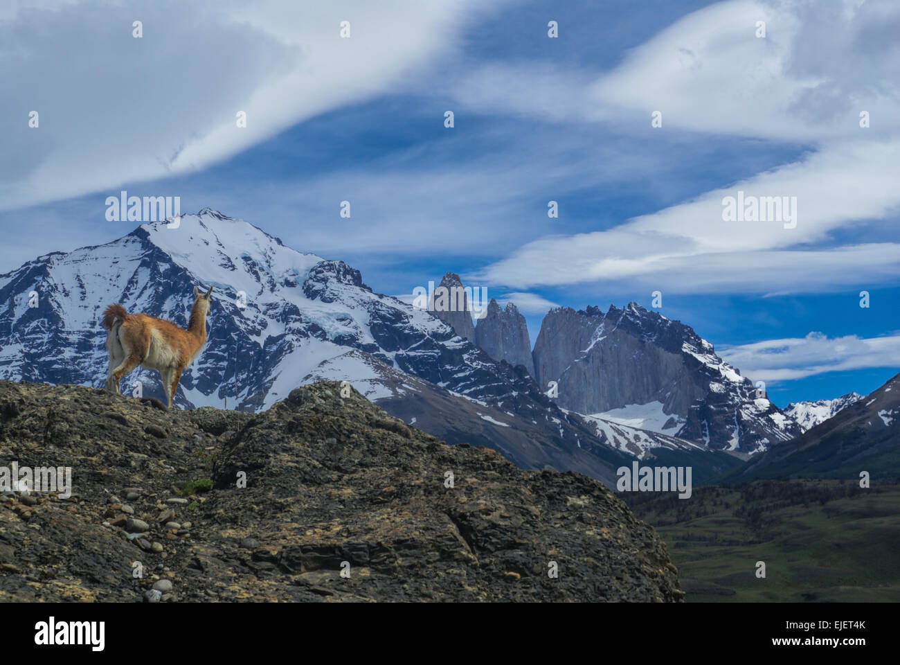 Lone Guanaco nel parco nazionale Torres del Paine in sud americana Andes Foto Stock