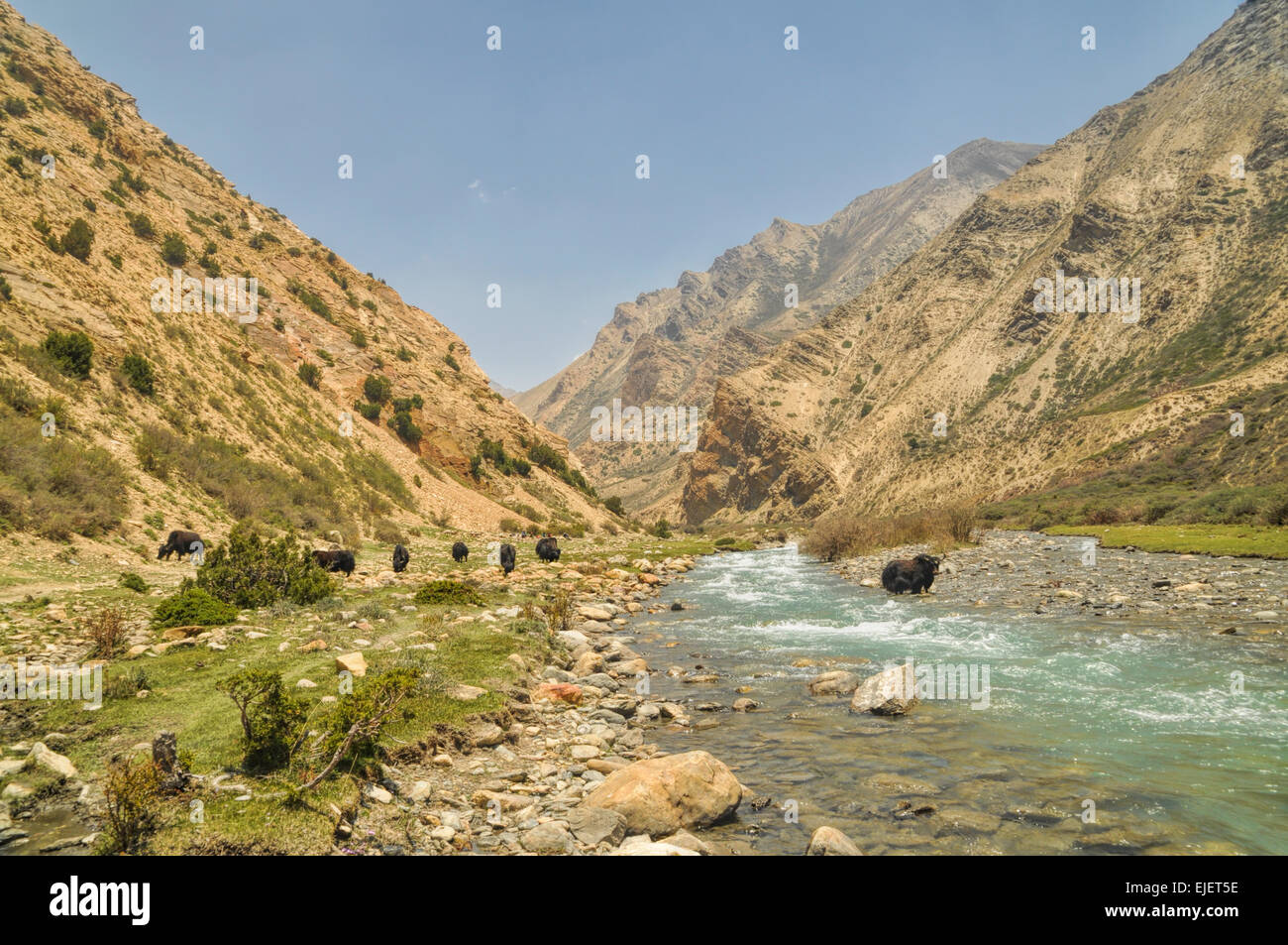 Yak dal fiume nella valle scenica in Himalaya montagne del Nepal Foto Stock