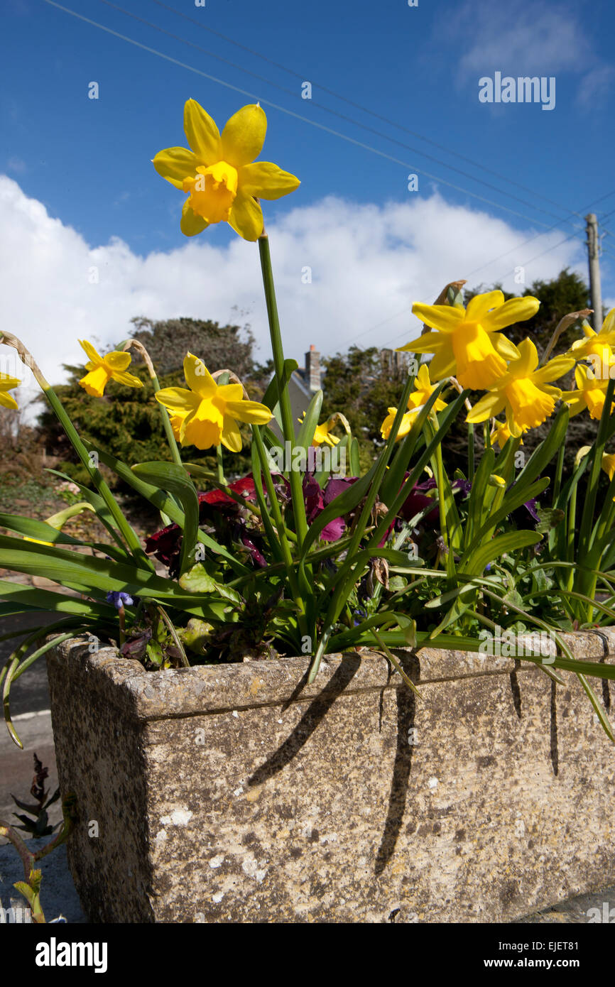 Narcissus "tête-à-tête' (dwarf daffodil) nel contenitore di pietra con pansies su una parete laterale di un bungalow accanto alla strada. Foto Stock